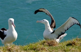 Royal Albatross Colony