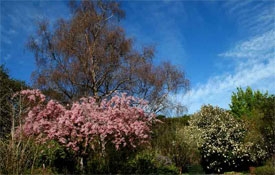 Dunedin Botanic Gardens